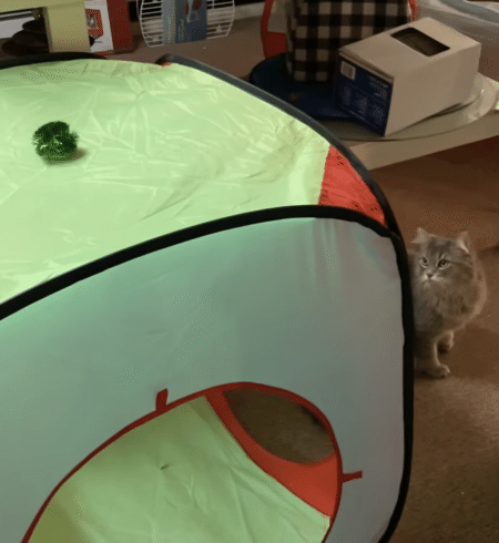 変わったボール遊び！ 猫さんのジャンプ力がすごいぞ。