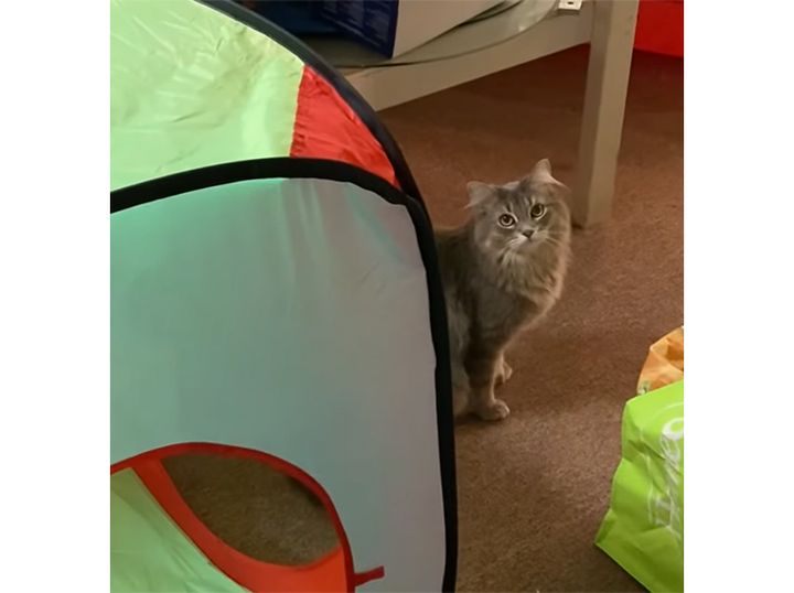 変わったボール遊び！ 猫さんのジャンプ力がすごいぞ。