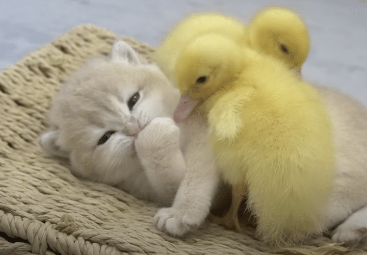 子猫に添い寝してほしいアヒルの子、ぴったりくっついて離れない！
