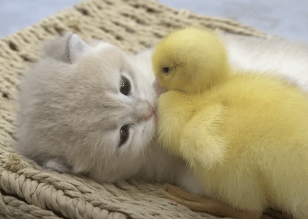 子猫に添い寝してほしいアヒルの子、ぴったりくっついて離れない！