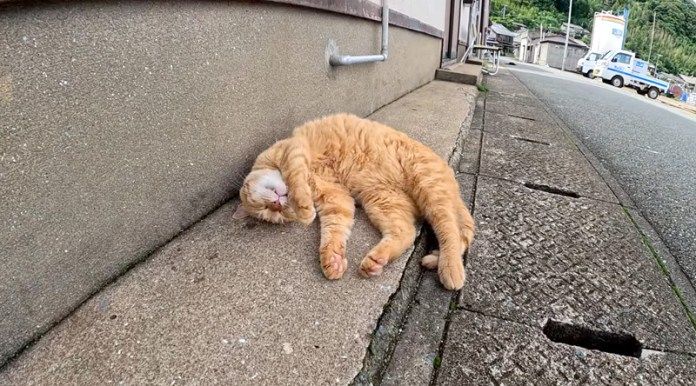 無防備な姿で眠る猫