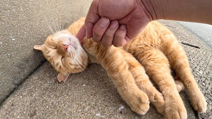 ナデナデしても眠り続ける猫