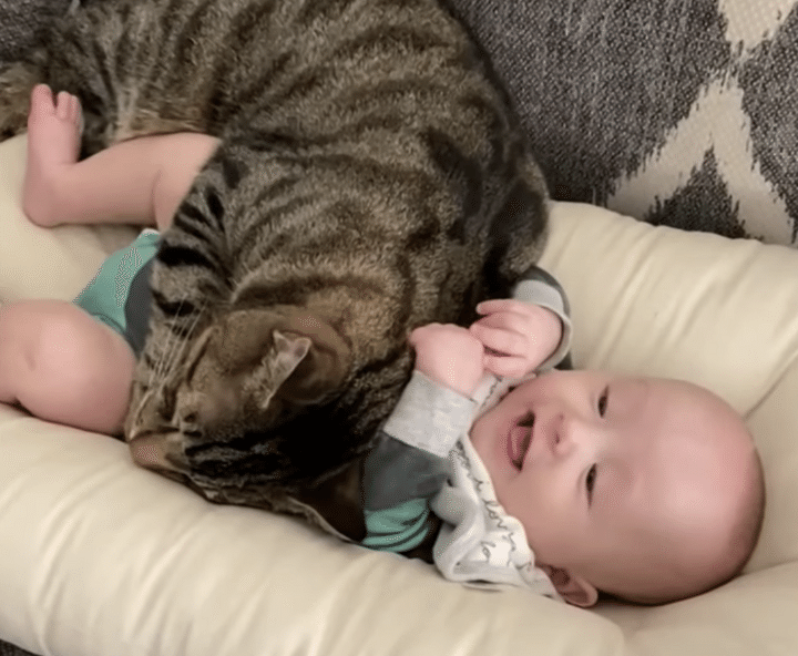 猫「一緒に寝る〜♪」赤ちゃんのベッドに侵入！