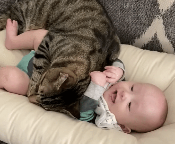 猫「一緒に寝る〜♪」赤ちゃんのベッドに侵入！