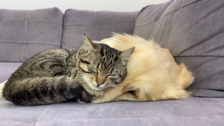 レトリバーを大きな枕と思ってる猫、腹顔背中に乗って眠って