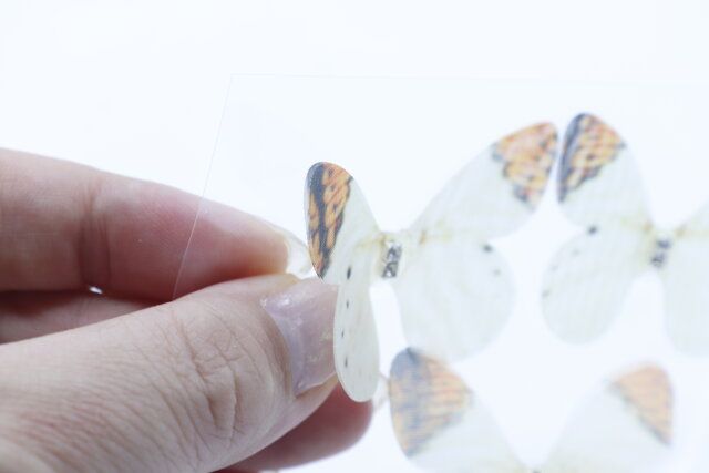 100均セリアのウォールステッカー4