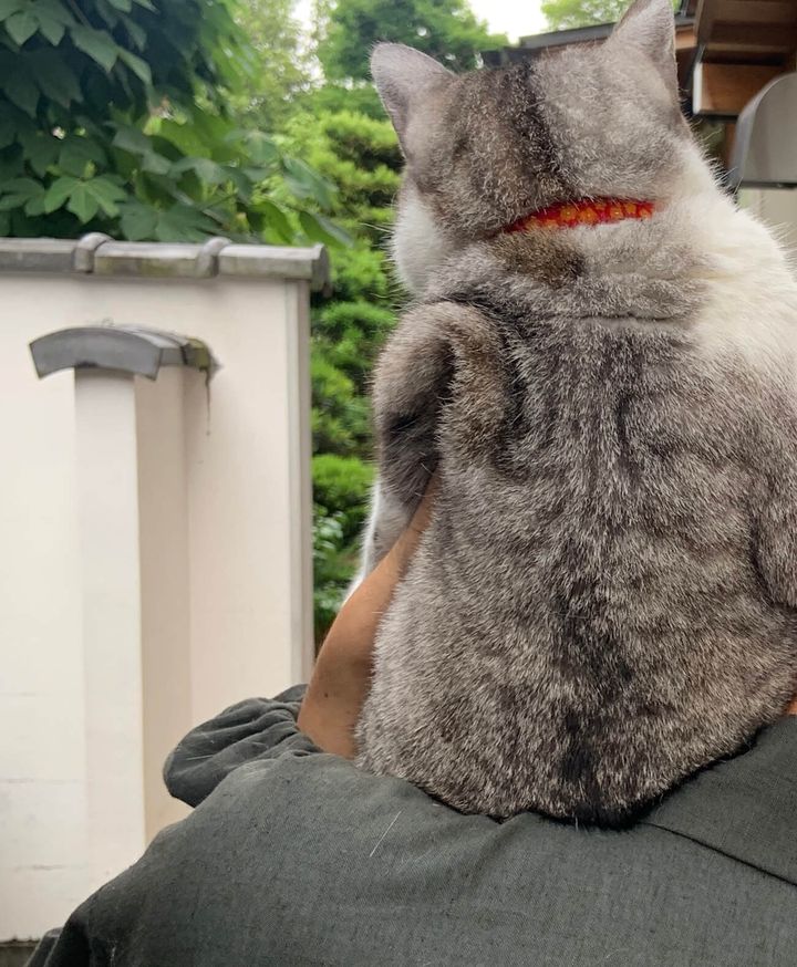 逃げられないように脇を掴まれる猫ちゃん