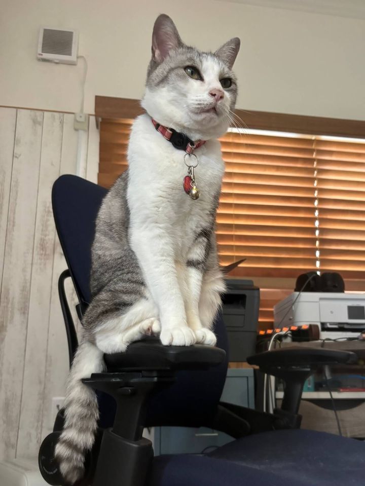 壽聖院の看板猫、サバトラ柄の「彼岸」くん