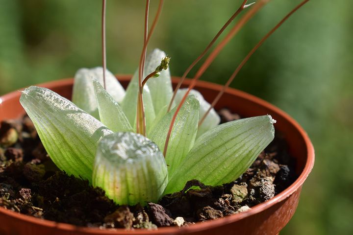  ブルビネ・メセンブリアントイデス