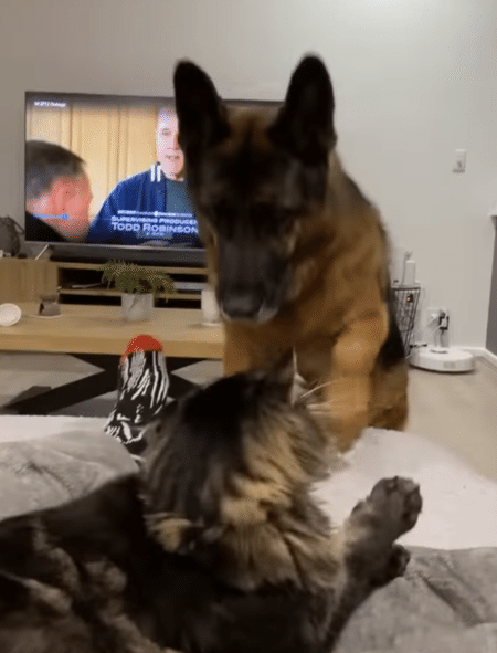 同居猫のことが大好きな犬さん、ぎゅっと抱きしめてあげるけど