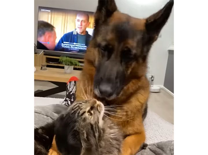 同居猫のことが大好きな犬さん、ぎゅっと抱きしめてあげるけど