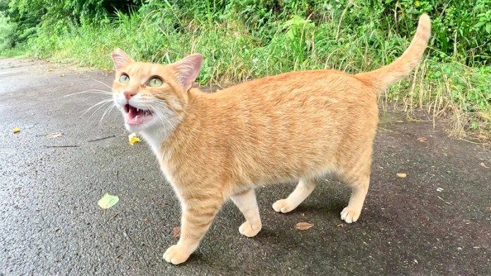 ダムのほとりからやって来た猫