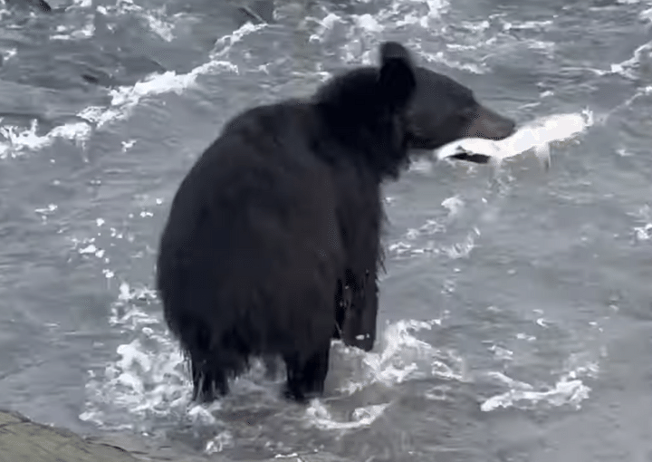 素早さにびっくり。 サケを狙うクマ、すごい迫力！