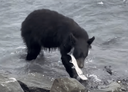 素早さにびっくり。 サケを狙うクマ、すごい迫力！