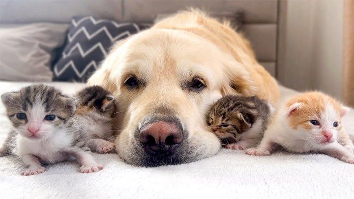 ゴールデンレトリバーと子猫達