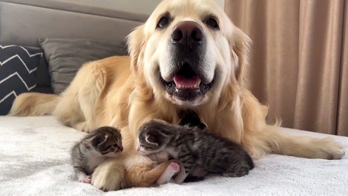 ゴールデンレトリバーと子猫達