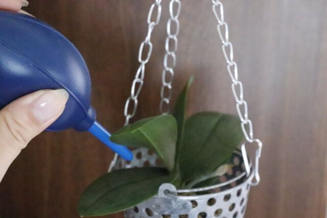 ダイソー ブロアー 観葉植物 使用例