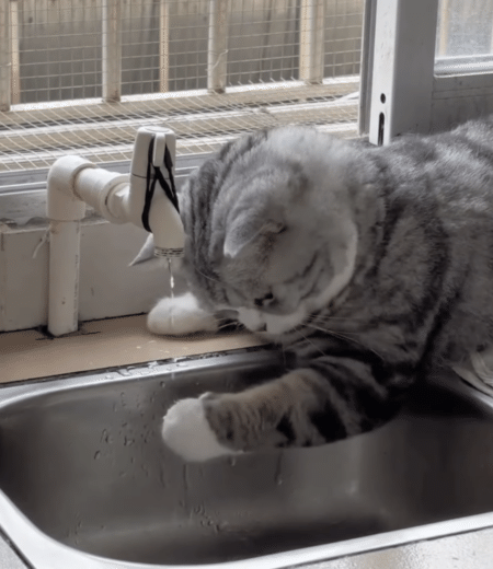 お水をじっくり観察する猫さん、お手手でちょんちょん！