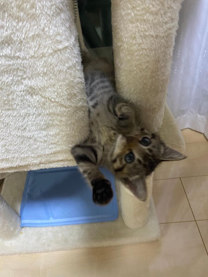 やっと目覚めた猫ちゃん