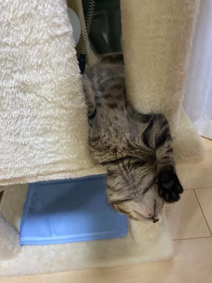 狭い隙間で寝返りを打つ猫ちゃん