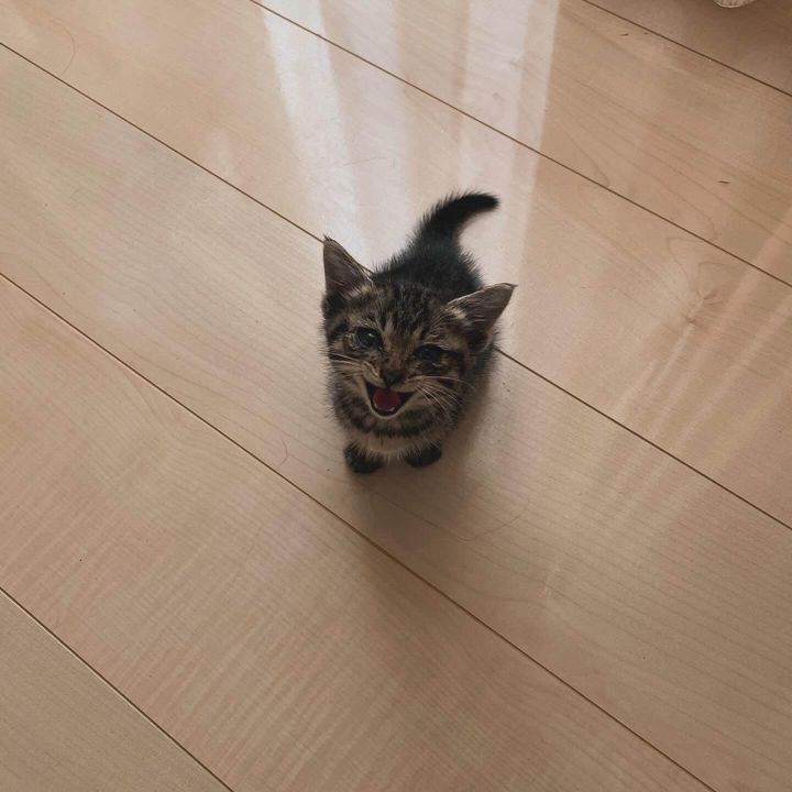 キジトラ猫のサンちゃん