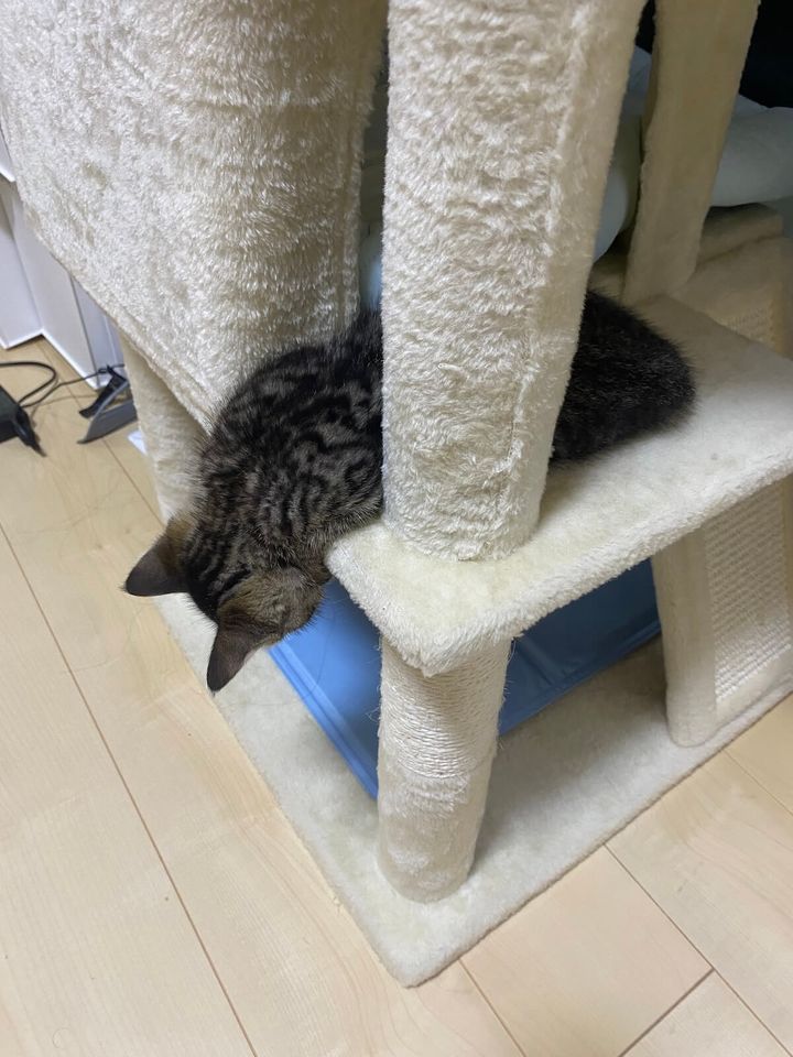 下を覗き込むような姿勢で寝ている猫ちゃん