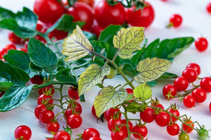 マイクロトマト