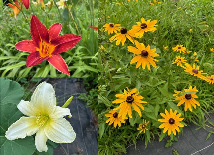 ヘメロカリスとルドベキア