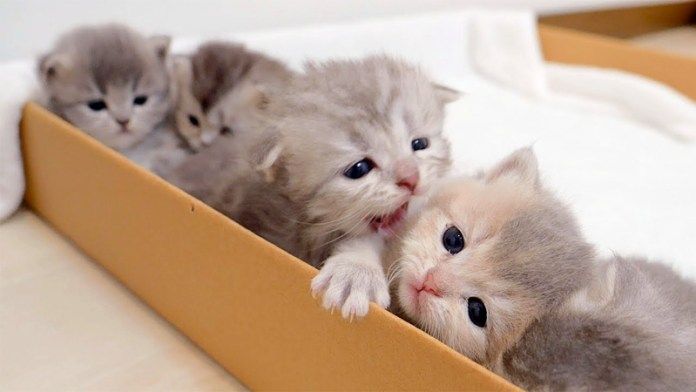 甘噛み合戦をする子猫達