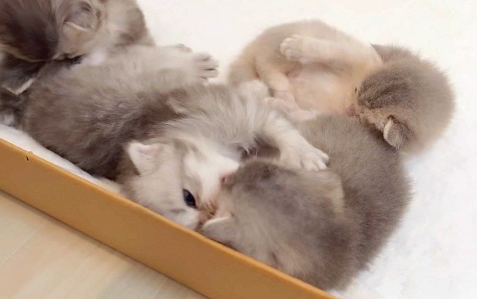 甘噛み合戦をする子猫達