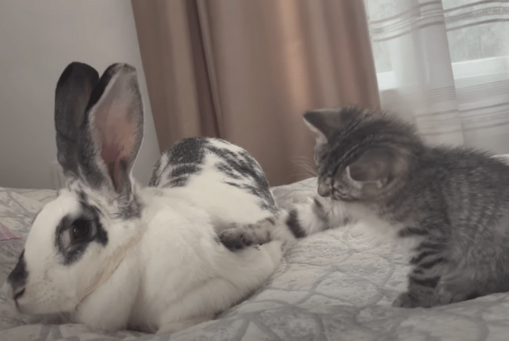 うさぎと友達になりたい子猫、「こっち見てよ！」とアピール。
