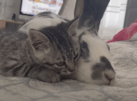 うさぎと友達になりたい子猫、「こっち見てよ！」とアピール。