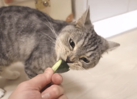 世界一美味しそうにきゅうりを食べる猫さん。もぐもぐが止まらない！