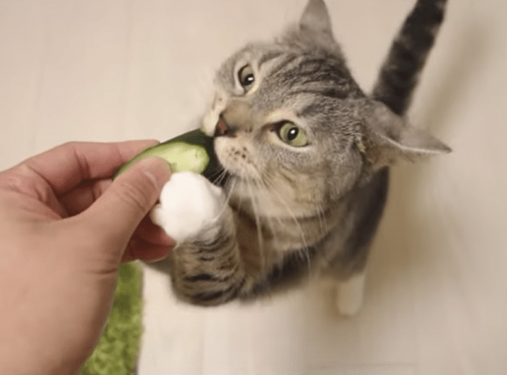 世界一美味しそうにきゅうりを食べる猫さん。もぐもぐが止まらない！