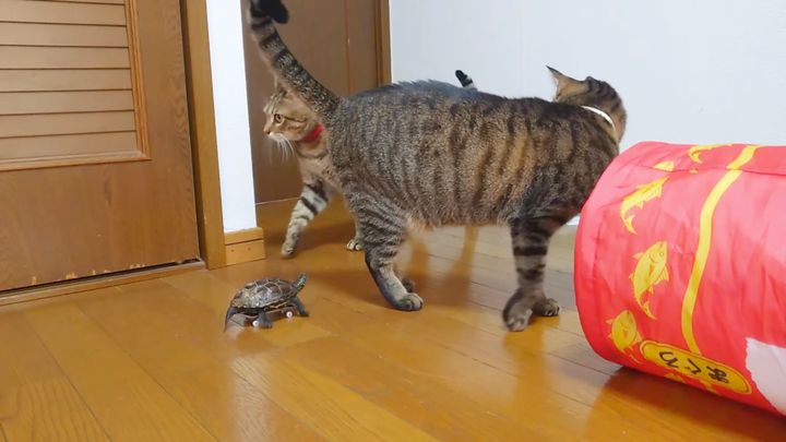 室内で右に左に逃げ回る猫、スケーボ亀に追い立てられて