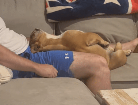 飼い主さんを信じているから！完全に身を任せる犬さん。