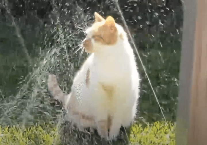 暑すぎる日は、お庭でシャワーだニャ♡ スプリンクラーで水浴びする猫。