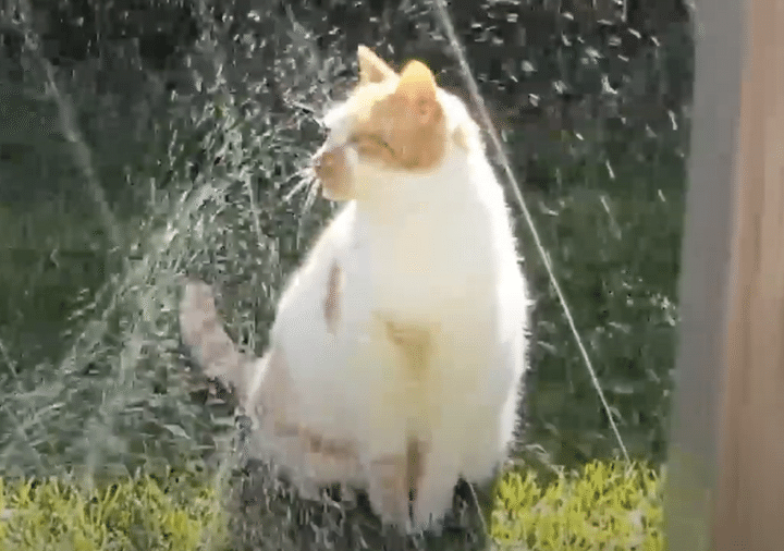暑すぎる日は、お庭でシャワーだニャ♡ スプリンクラーで水浴びする猫。