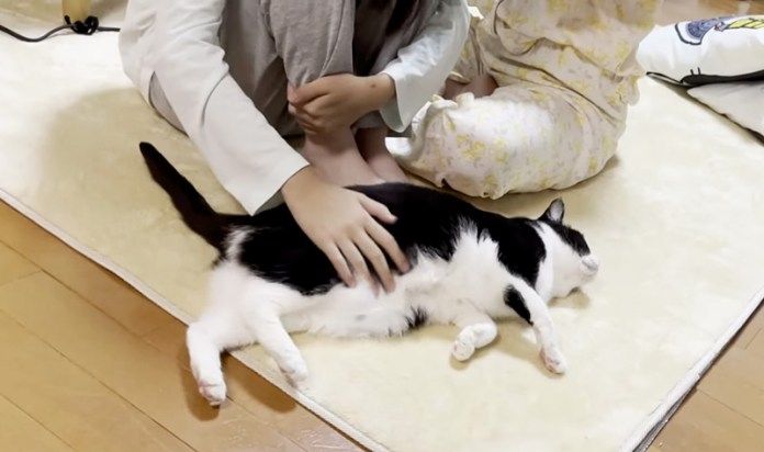 撫でられる猫
