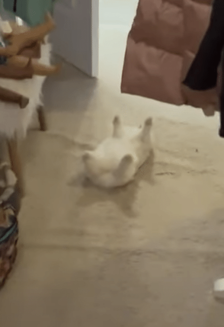 ヘソ天で寝るウサギに飼い主もびっくり！