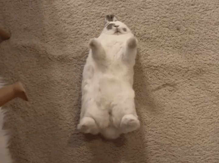 ヘソ天で寝るウサギに飼い主もびっくり！