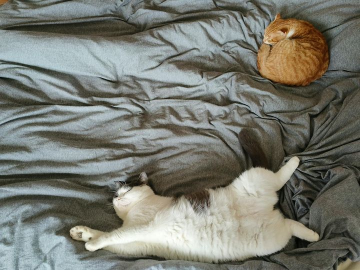 本日の美人猫vol.583