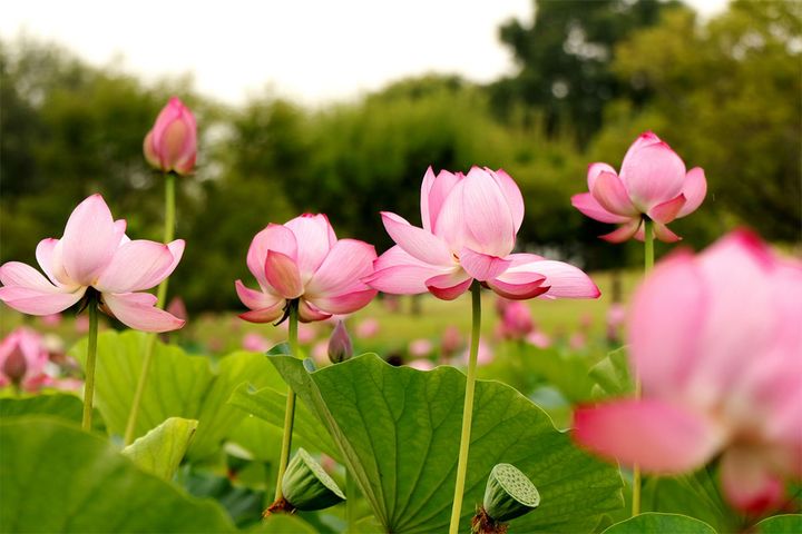 小暑に見頃を迎える旬の花とは？