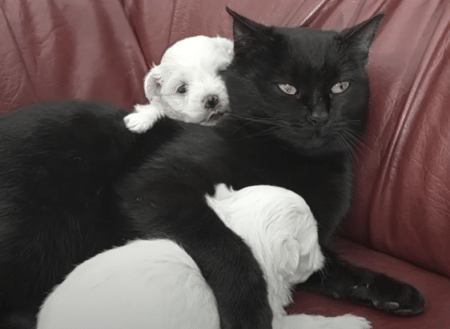 仲良しな子犬と猫、寄り添う姿が微笑ましい♪