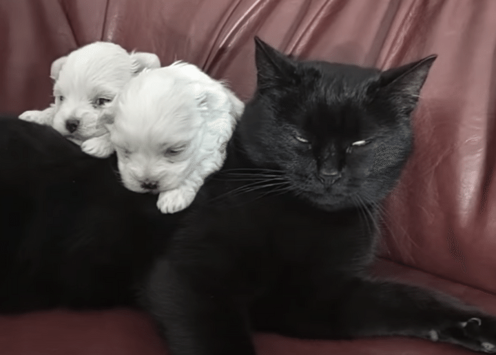 仲良しな子犬と猫、寄り添う姿が微笑ましい♪