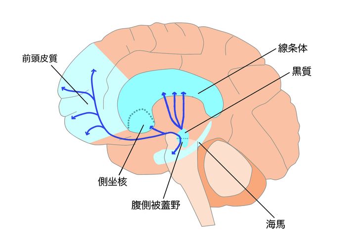 ドーパミン経路