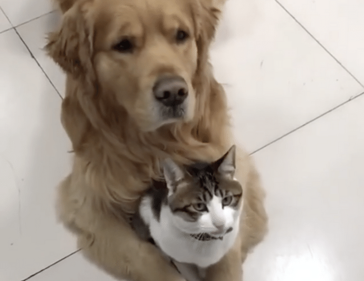 「大人しくここにいて！」猫がゴールデンレトリバーにハグされている理由は