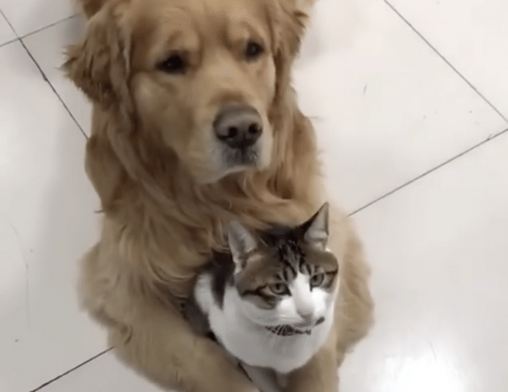 「大人しくここにいて！」猫がゴールデンレトリバーにハグされている理由は