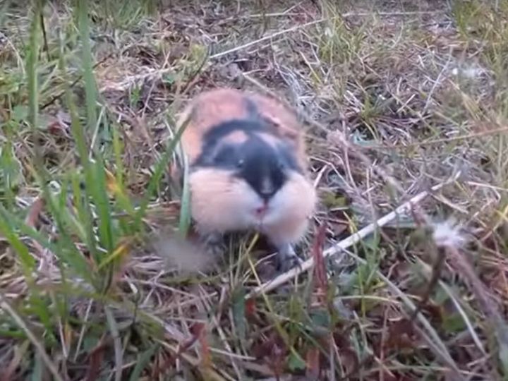 撮影者を威嚇するレミング