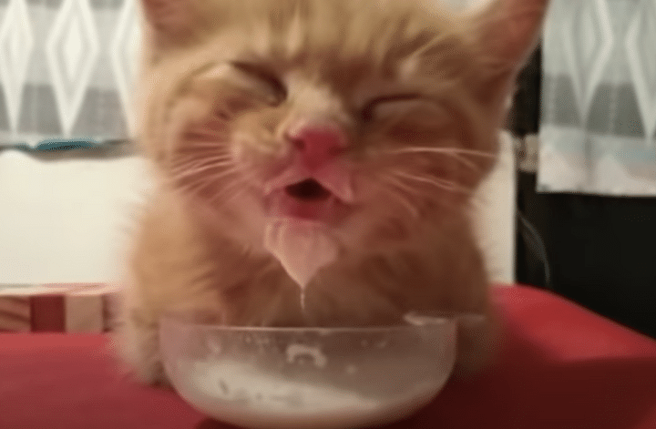 子猫「危なっ」ミルクで溺れるとこだったニャ〜。